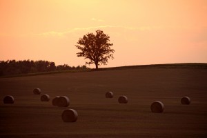 Sentinel On The Hill